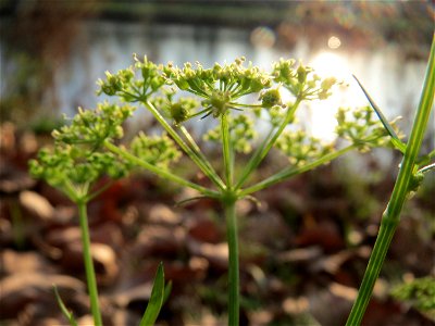 Petersilie (Petroselinum crispum) an der Saar in Saarbrücken