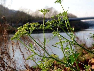 Petersilie (Petroselinum crispum) an der Saar in Saarbrücken photo