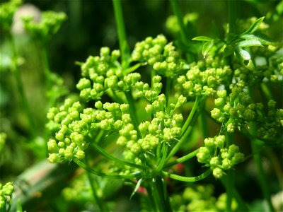 Petersilie (Petroselinum crispum) an der Saar in Saarbrücken