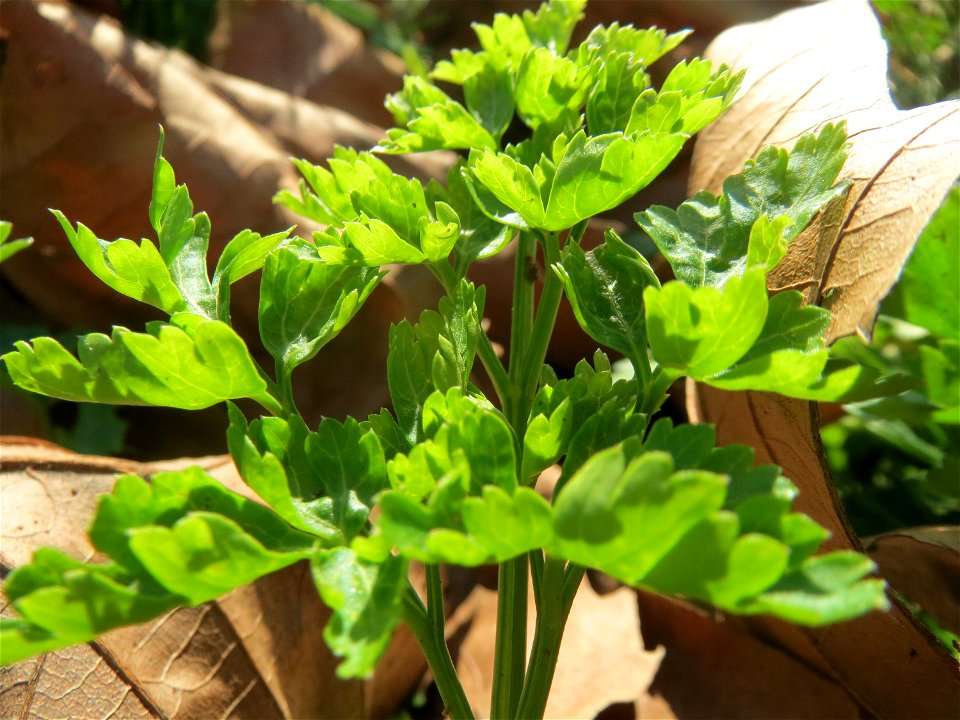 Petersilie (Petroselinum crispum) an der Saar in Saarbrücken