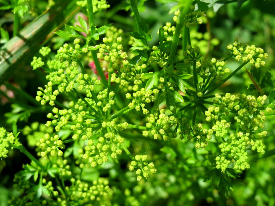Petersilie (Petroselinum crispum) an der Saar in Saarbrücken