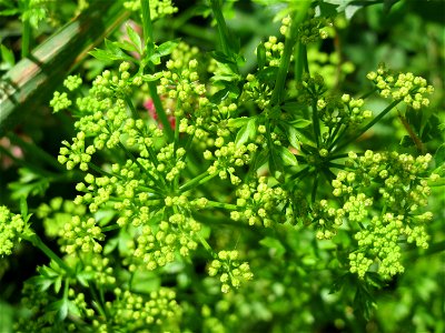 Petersilie (Petroselinum crispum) an der Saar in Saarbrücken