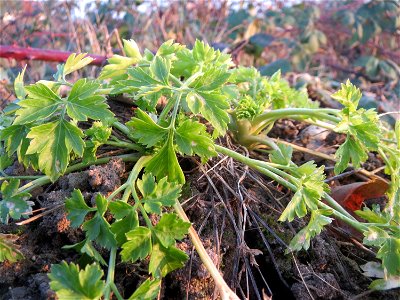 Petersilie (Petroselinum crispum) in einem aufgelassenem Schrebergarten in Hockenheim. Nachdem die Schrebergärten am Kraichbach im Februar/März 2016 einplaniert wurden, hat sich zunächst wieder eine u