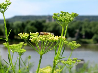 Petersilie (Petroselinum crispum) an der Saar in Saarbrücken