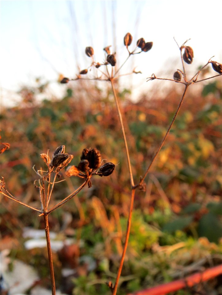 Petersilie (Petroselinum crispum) in einem aufgelassenem Schrebergarten in Hockenheim. Nachdem die Schrebergärten am Kraichbach im Februar/März 2016 einplaniert wurden, hat sich zunächst wieder eine u