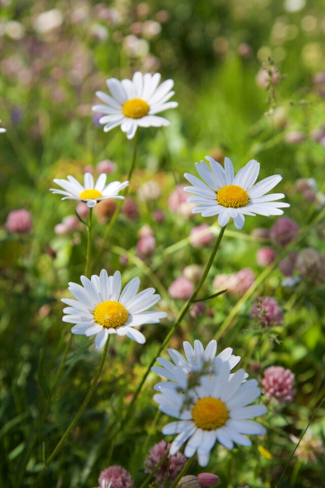 Plant meadow summer