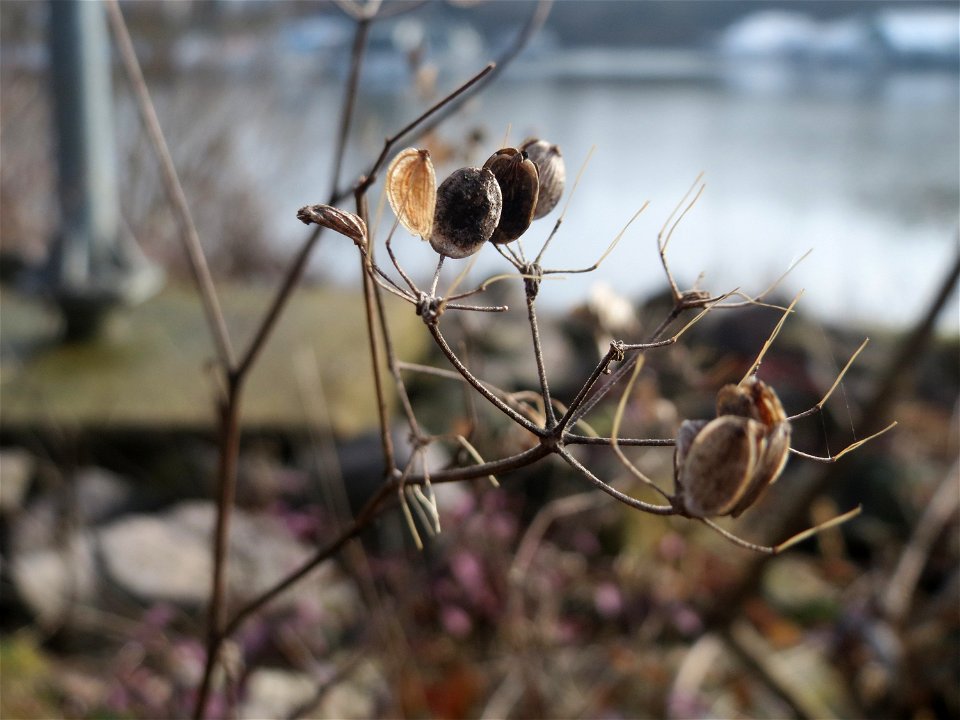 Mumienbotanik: Petersilie (Petroselinum crispum) am Osthafen Saarbrücken