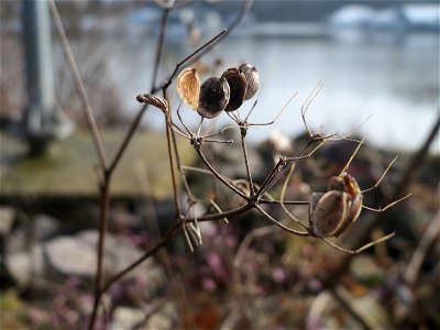 Mumienbotanik: Petersilie (Petroselinum crispum) am Osthafen Saarbrücken photo