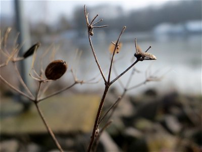 Mumienbotanik: Petersilie (Petroselinum crispum) am Osthafen Saarbrücken