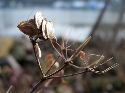 Mumienbotanik: Petersilie (Petroselinum crispum) am Osthafen Saarbrücken