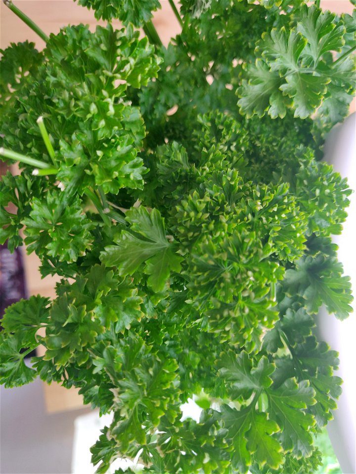 curly parsley grown and hydroponic planter