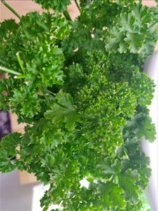 curly parsley grown and hydroponic planter