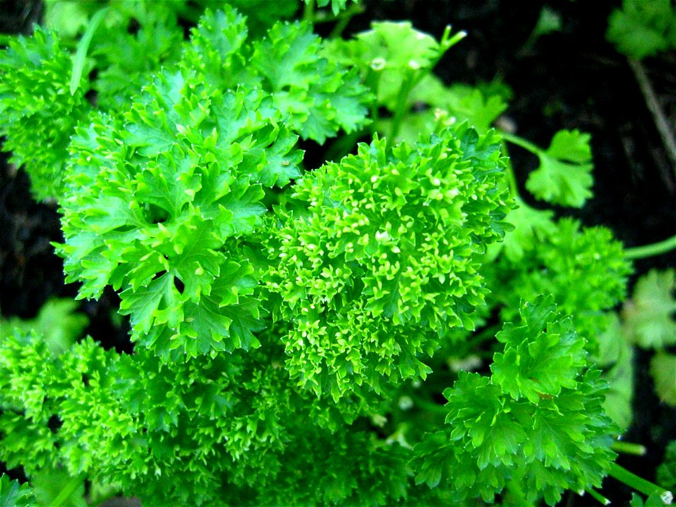 Parsley in a greenhouse.