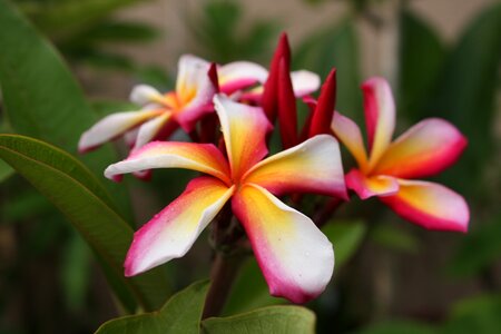 Nature blossom floral