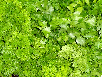 Parsley in the market, Würzburg, Germany.