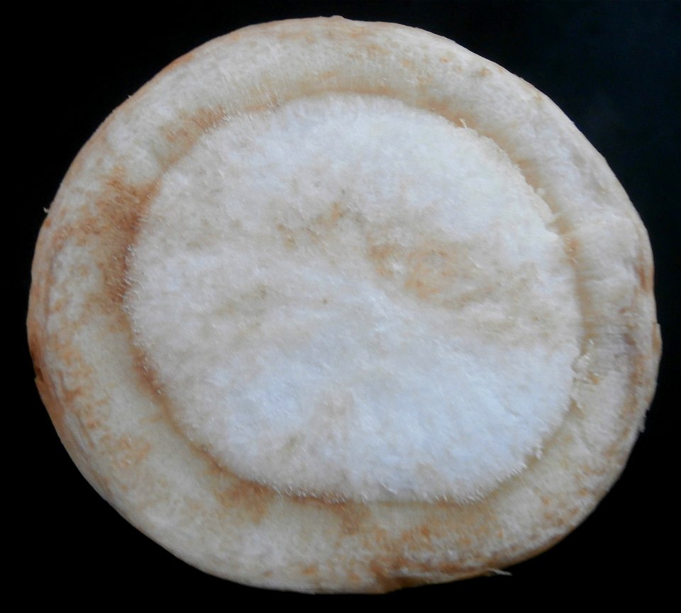 Querschnitt durch eine Wurzelpetersilie (Petroselinum crispum)