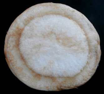 Querschnitt durch eine Wurzelpetersilie (Petroselinum crispum)