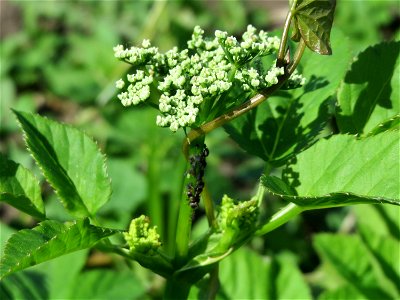 Junger Pastinak (Pastinaca sativa) in den Horststückern im Landschaftsschutzgebiet Hockenheimer Rheinbogen