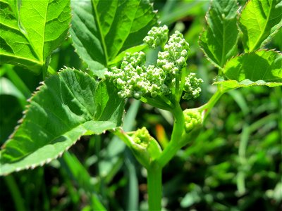 Junger Pastinak (Pastinaca sativa) in den Horststückern im Landschaftsschutzgebiet Hockenheimer Rheinbogen