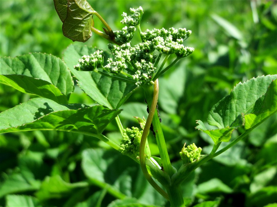 Junger Pastinak (Pastinaca sativa) in den Horststückern im Landschaftsschutzgebiet Hockenheimer Rheinbogen