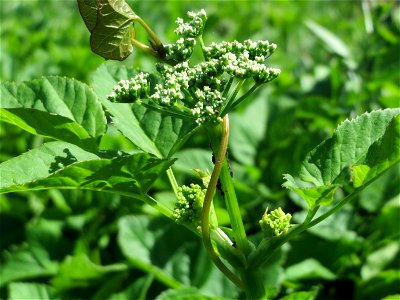Junger Pastinak (Pastinaca sativa) in den Horststückern im Landschaftsschutzgebiet Hockenheimer Rheinbogen