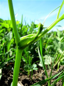 Junger Pastinak (Pastinaca sativa) in den Horststückern im Landschaftsschutzgebiet Hockenheimer Rheinbogen