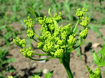 Pastinak (Pastinaca sativa) auf einem Acker im Landschaftsschutzgebiet Hockenheimer Rheinbogen