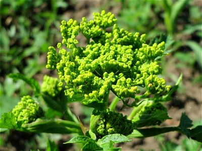 Pastinak (Pastinaca sativa) auf einem Acker im Landschaftsschutzgebiet Hockenheimer Rheinbogen