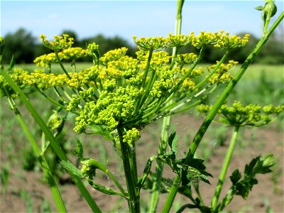 Pastinak (Pastinaca sativa) auf einem Acker im Landschaftsschutzgebiet Hockenheimer Rheinbogen