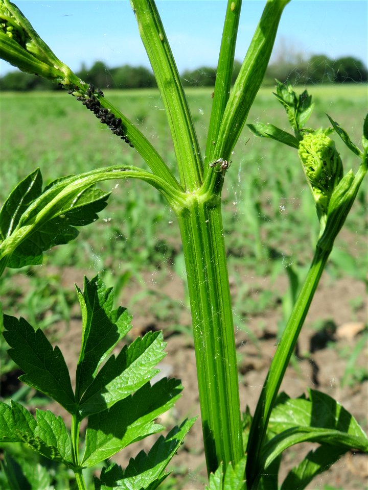 Spinne auf Läusefang an einem Pastinak (Pastinaca sativa) auf einem Acker im Landschaftsschutzgebiet Hockenheimer Rheinbogen