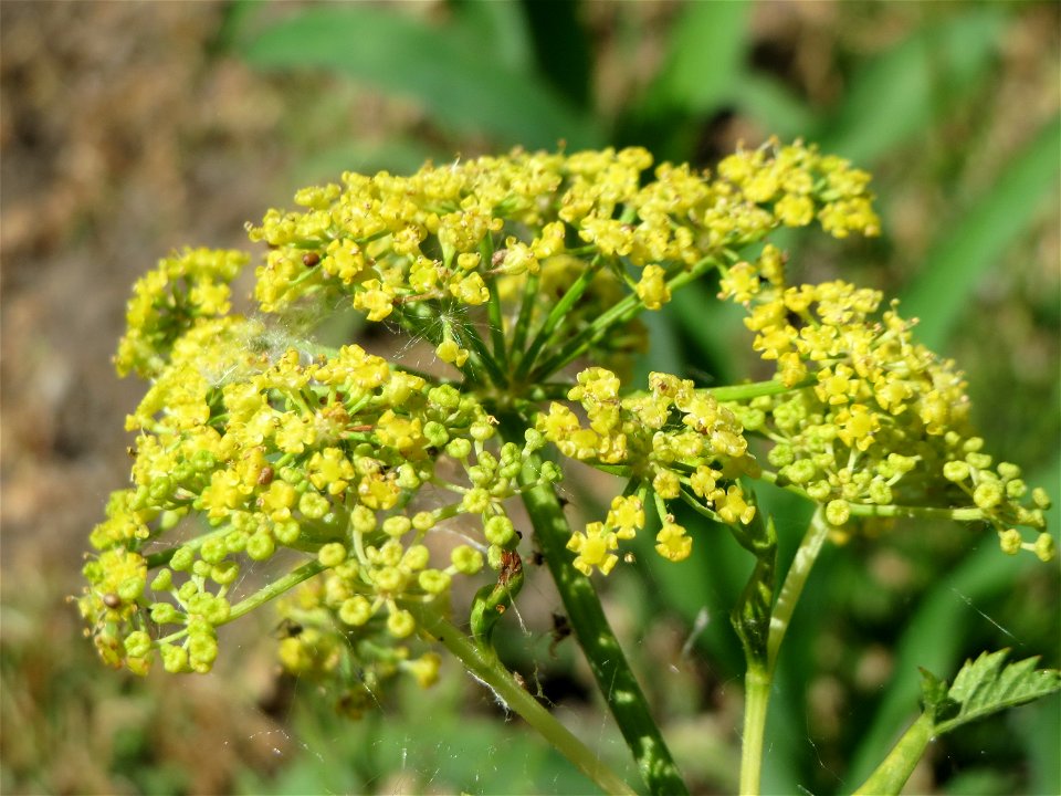 Pastinak (Pastinaca sativa) im Landschaftsschutzgebiet Hockenheimer Rheinbogen