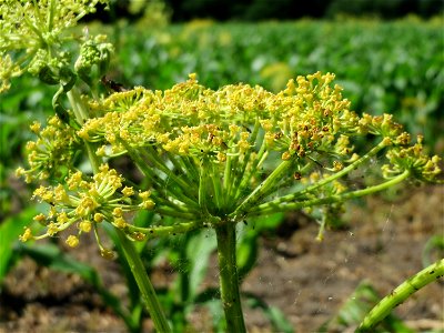 Pastinak (Pastinaca sativa) im Landschaftsschutzgebiet Hockenheimer Rheinbogen