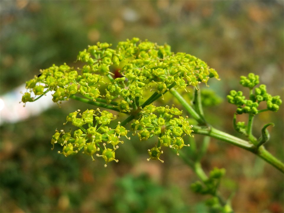 Pastinak (Pastinaca sativa) in Bruchmühlbach-Miesau