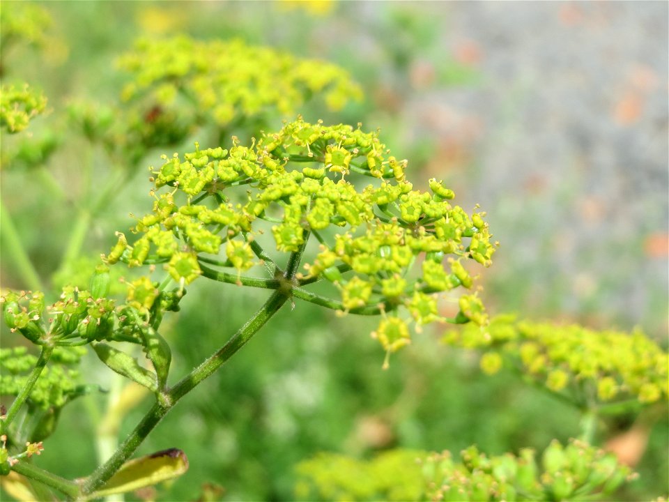 Pastinak (Pastinaca sativa) in Bruchmühlbach-Miesau