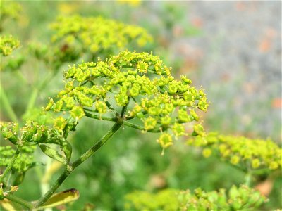 Pastinak (Pastinaca sativa) in Bruchmühlbach-Miesau