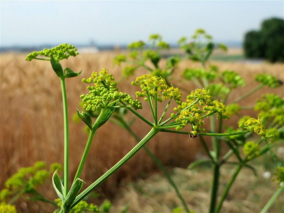 Pastinak (Pastinaca sativa) bei Wiesbaden-Nordenstadt