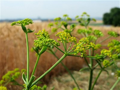 Pastinak (Pastinaca sativa) bei Wiesbaden-Nordenstadt
