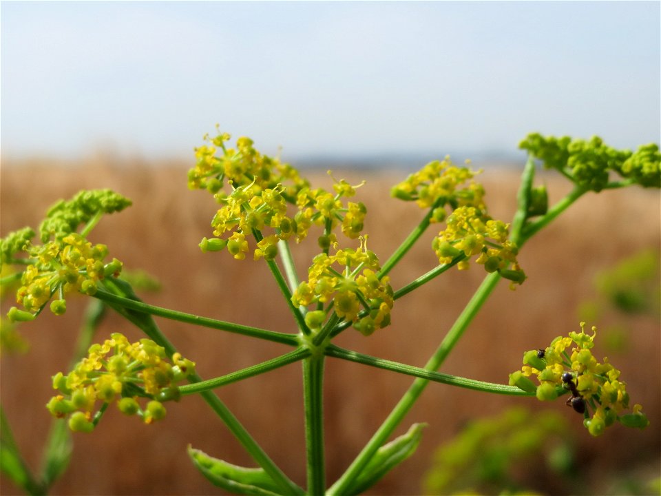 Pastinak (Pastinaca sativa) bei Wiesbaden-Nordenstadt