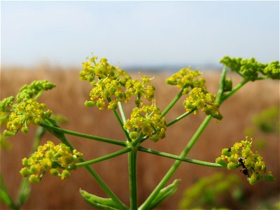 Pastinak (Pastinaca sativa) bei Wiesbaden-Nordenstadt