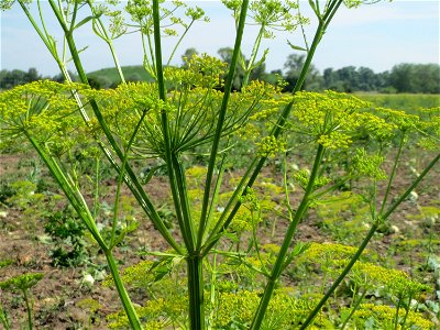 Pastinak (Pastinaca sativa) im Landschaftsschutzgebiet Hockenheimer Rheinbogen