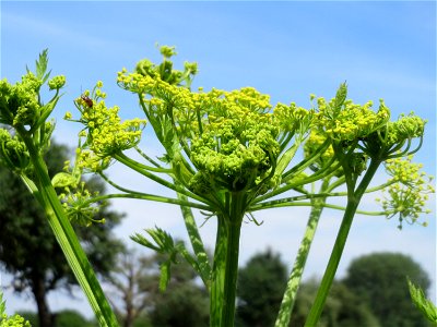 Pastinak (Pastinaca sativa) im Landschaftsschutzgebiet Hockenheimer Rheinbogen