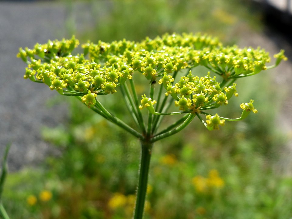 Pastinak (Pastinaca sativa) in Bruchmühlbach-Miesau