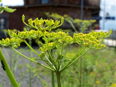 Pastinak (Pastinaca sativa) in Bruchmühlbach-Miesau