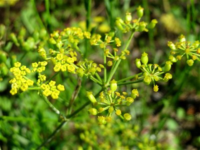 Pastinak (Pastinaca sativa) am Bahnhof Bruchmühlbach-Miesau
