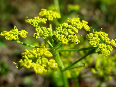 Pastinak (Pastinaca sativa) am Bahnhof Bruchmühlbach-Miesau