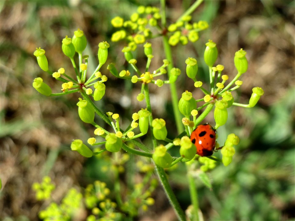 Pastinak (Pastinaca sativa) an der A620 in Sankt Arnual