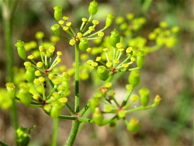 Pastinak (Pastinaca sativa) an der A620 in Sankt Arnual