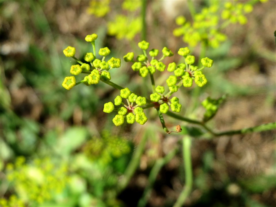Pastinak (Pastinaca sativa) an der A620 in Sankt Arnual