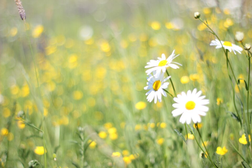 Meadow spring flower meadow