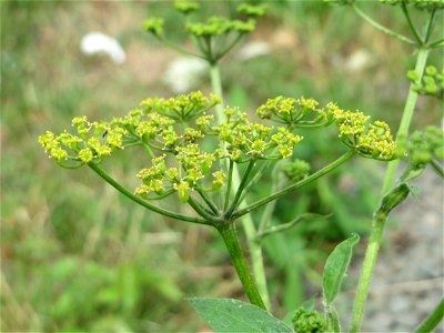 Pastinak (Pastinaca sativa) am Bahnhof Bruchmühlbach-Miesau